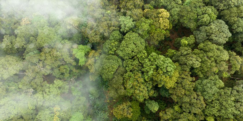 Forests are turning into carbon emitters!