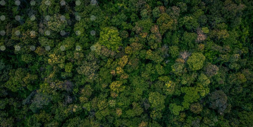 Planting trees to offset fossil fuel emissions would cost $11 trillion and need massive land area