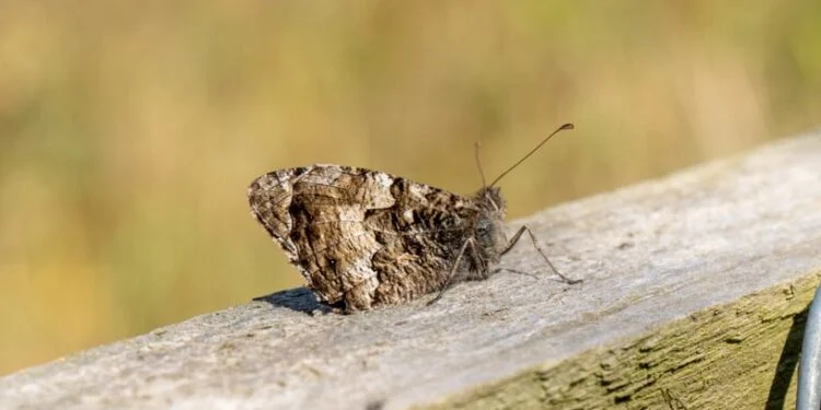 New charity offers £78m for nature recovery